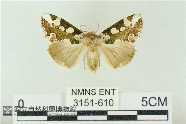 連珠波紋蛾藏品圖，第1張