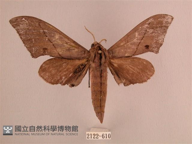 直翅六點天蛾藏品圖，第1張