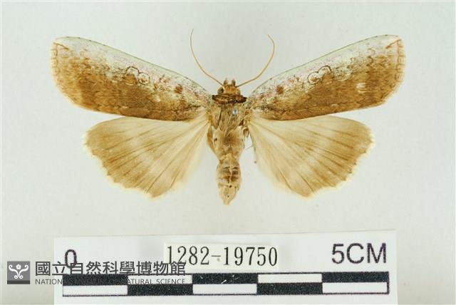 臺洒波紋蛾藏品圖，第1張
