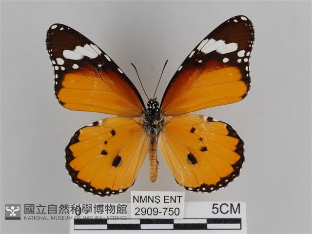 樺斑蝶藏品圖，第1張