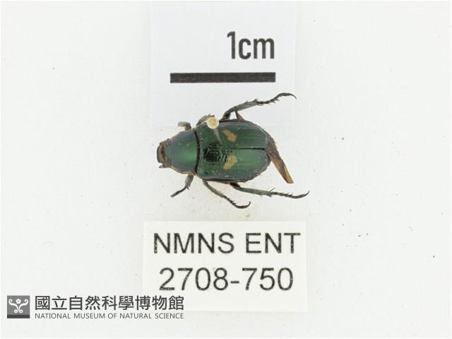 橫紋青銅金龜藏品圖，第1張