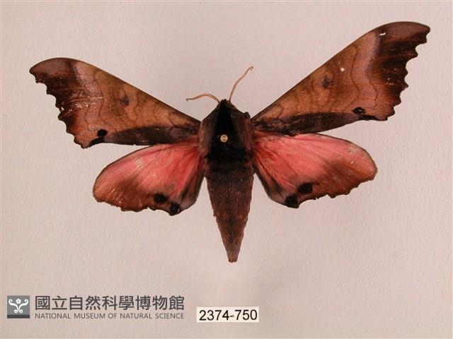 桃紅六點天蛾藏品圖，第1張