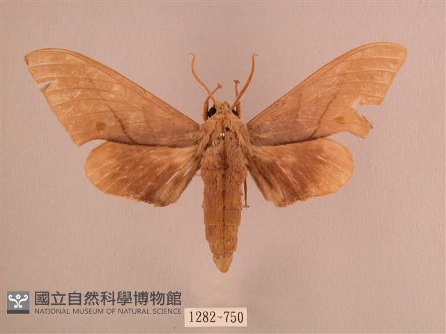 直翅六點天蛾藏品圖，第1張