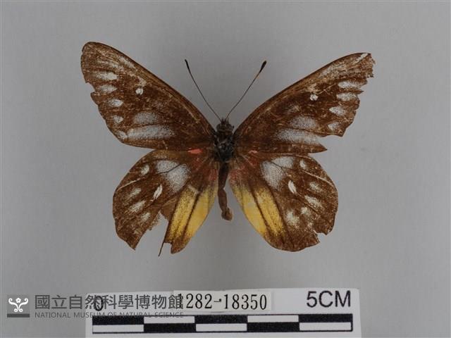 豔粉蝶藏品圖，第1張