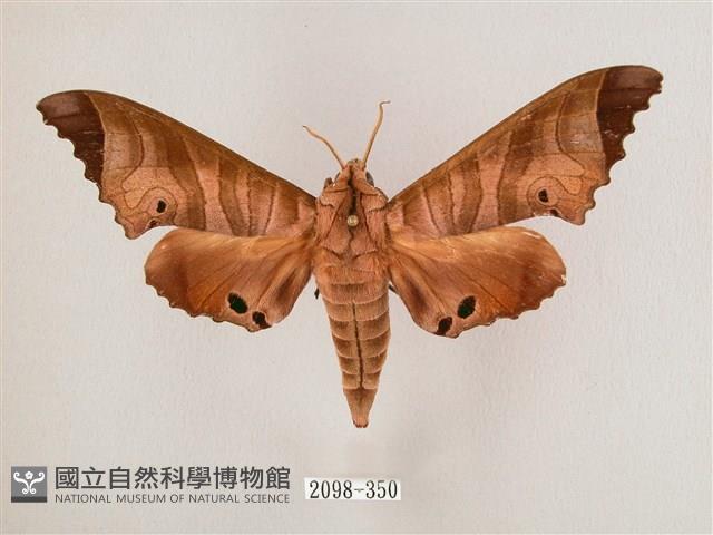 黑角六點天蛾藏品圖，第1張