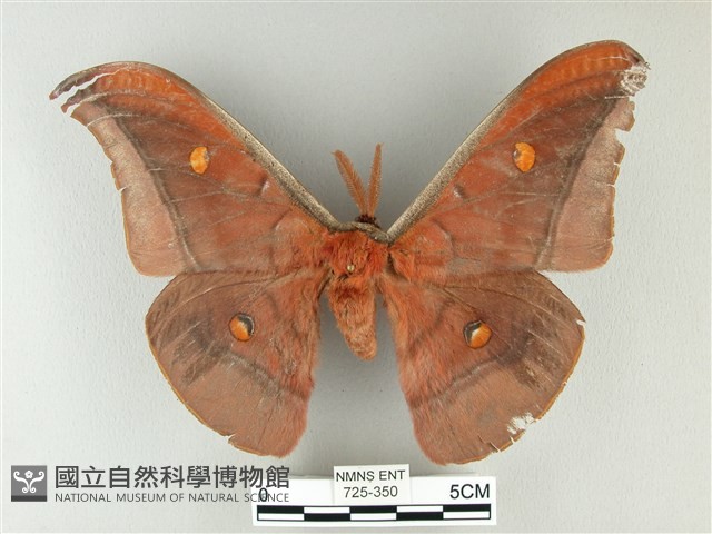 紅目天蠶蛾藏品圖，第1張