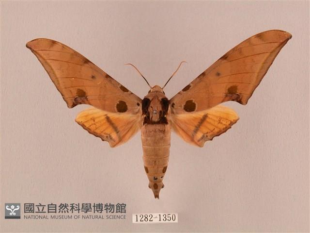 裂斑鷹翅天蛾藏品圖，第1張