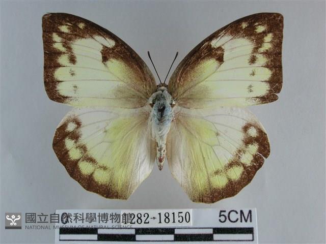 遷粉蝶、淡黃蝶藏品圖，第1張