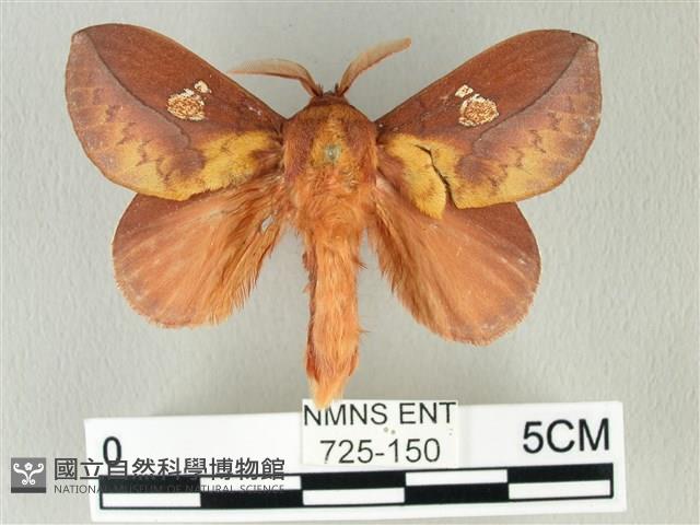 竹黃斜帶枯葉蛾藏品圖，第1張