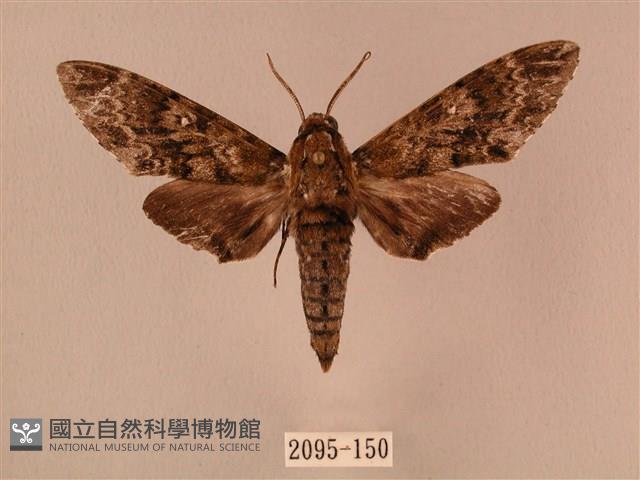 白星天蛾藏品圖，第1張