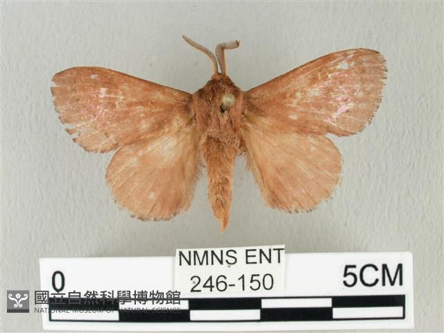 馬尾松枯葉蛾藏品圖，第1張