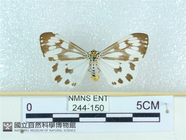 粉蝶燈蛾藏品圖，第1張