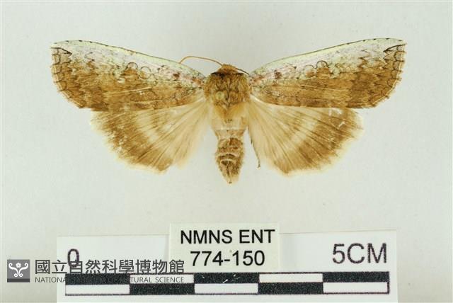 臺洒波紋蛾藏品圖，第1張