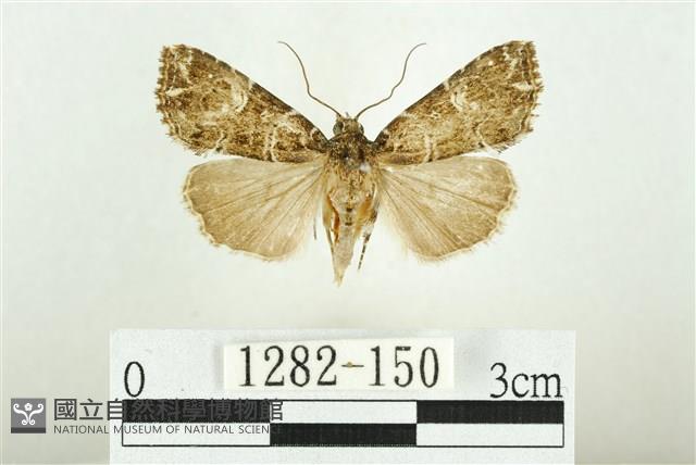 白斑散紋夜蛾藏品圖，第1張