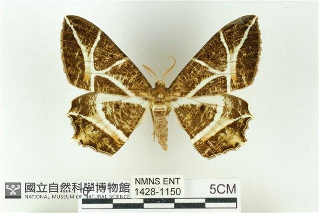 樹形尺蛾藏品圖，第1張