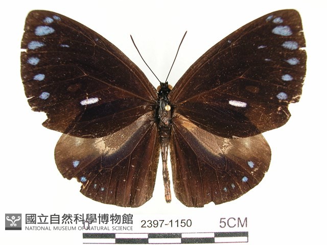 圓翅紫斑蝶藏品圖，第1張