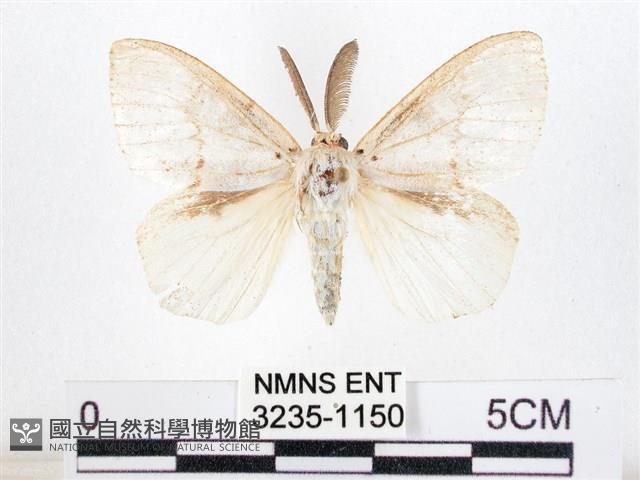 木毒蛾藏品圖，第1張