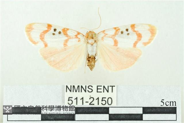 臺雪苔蛾藏品圖，第1張