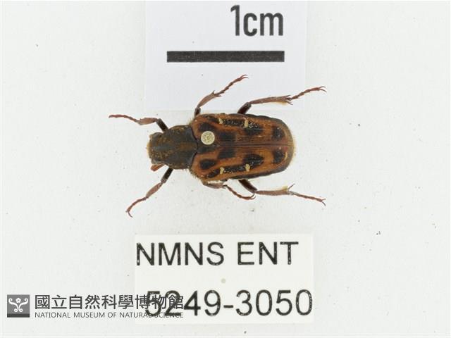 叉斑陷紋金龜藏品圖，第1張