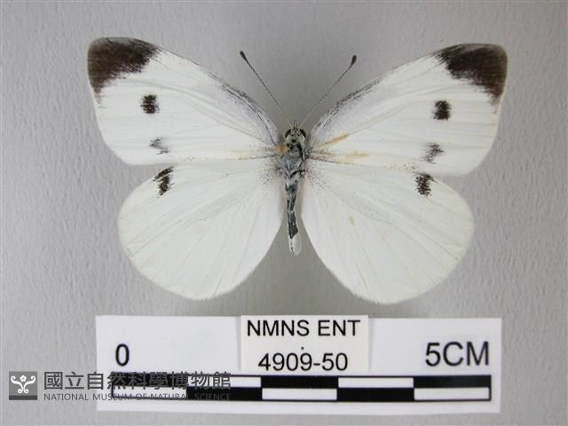 白粉蝶、紋白蝶藏品圖，第1張