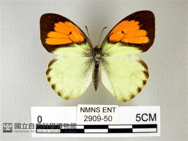 異粉蝶、雌白黃蝶藏品圖，第1張