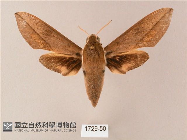 藏斜紋天蛾藏品圖，第1張