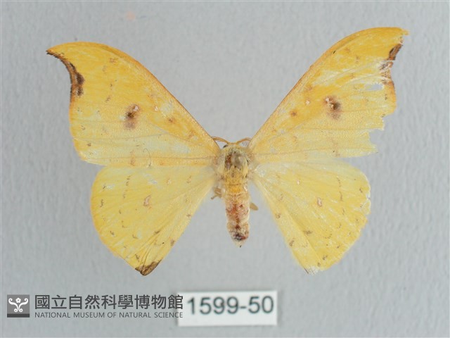 彎黑黃鉤蛾藏品圖，第1張