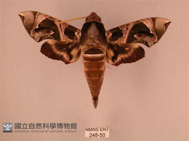 暗綠白腰天蛾藏品圖，第1張