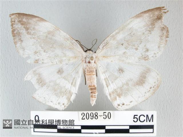 圓翅大鉤蛾藏品圖，第1張