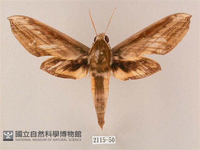 綠背斜紋天蛾藏品圖，第1張