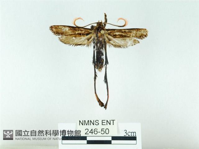 長腳大織蛾藏品圖，第1張