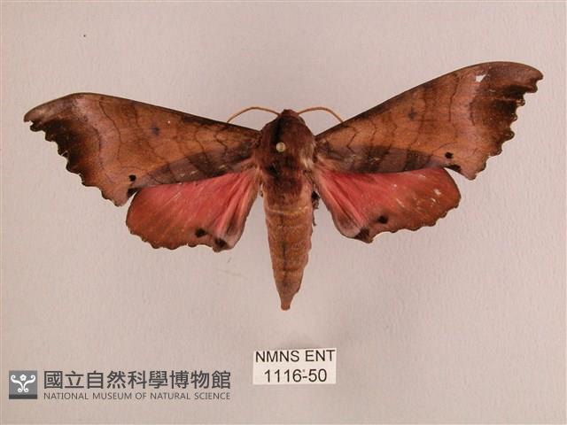 桃紅六點天蛾藏品圖，第1張