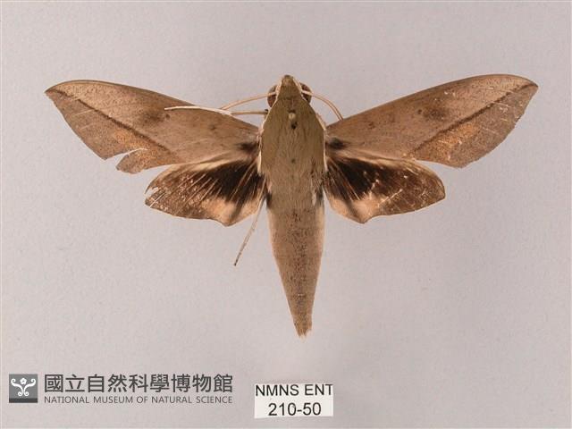 藏斜紋天蛾藏品圖，第1張