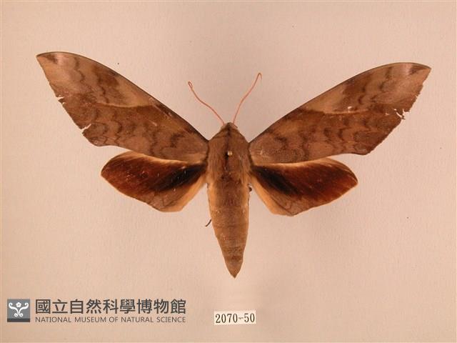 波紋豆天蛾藏品圖，第1張