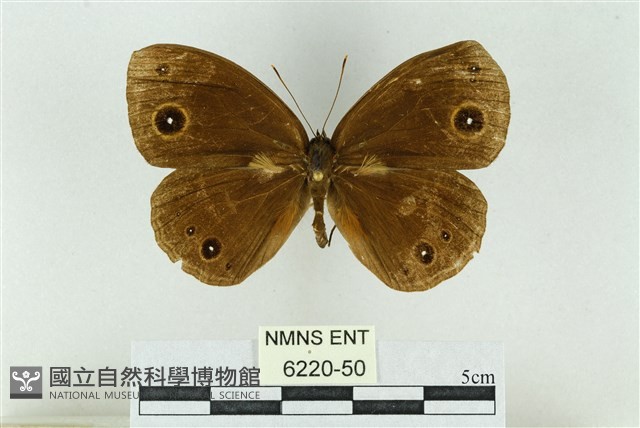 嘉義眉眼蝶藏品圖，第1張