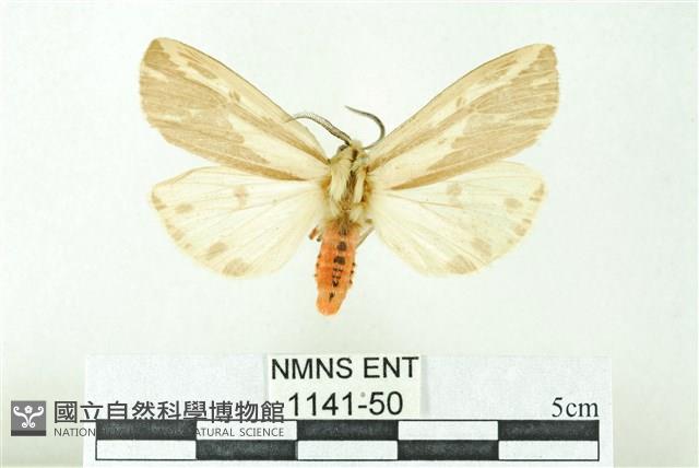 赭新污燈蛾藏品圖，第1張