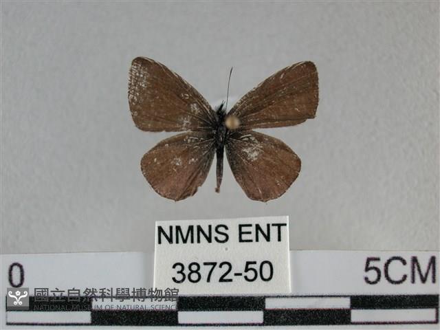 波灰蝶藏品圖，第1張