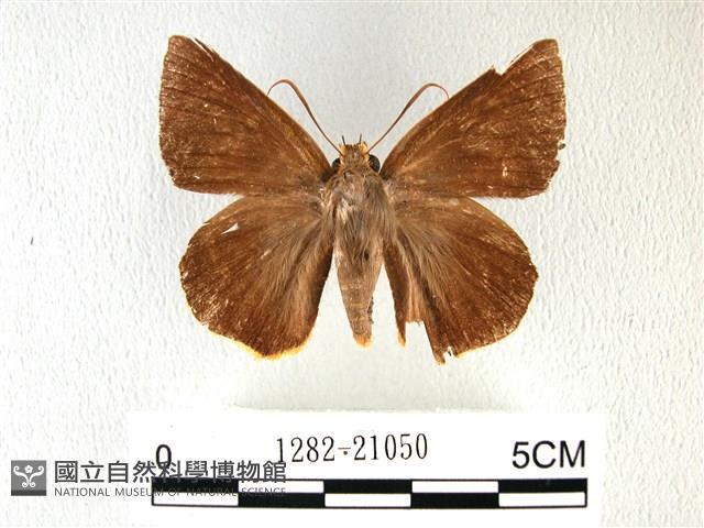 橙翅傘弄蝶藏品圖，第1張