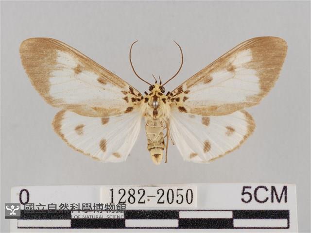 長斑擬燈蛾藏品圖，第1張