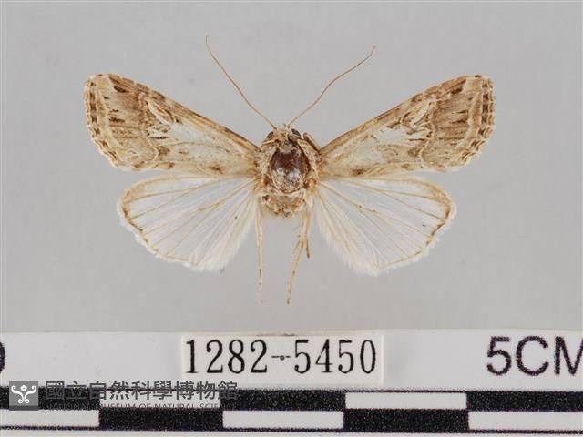 斜紋夜盜蛾藏品圖，第1張