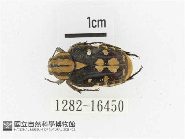 黃斑陷紋金龜藏品圖，第1張