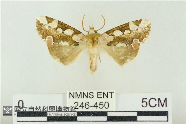 連珠波紋蛾藏品圖，第1張