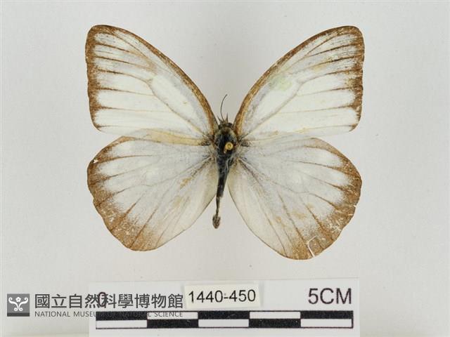 淡褐脈粉蝶藏品圖，第1張