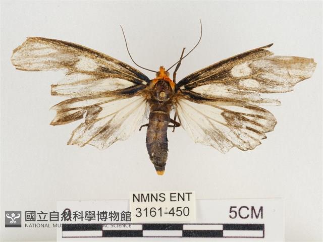 巨網燈蛾藏品圖，第1張