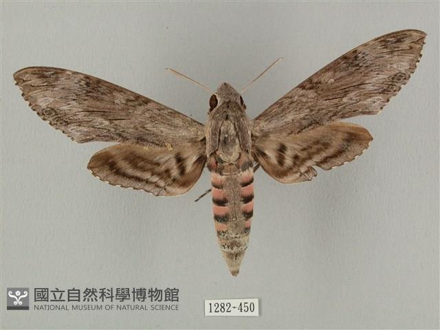 蝦殼天蛾藏品圖，第1張