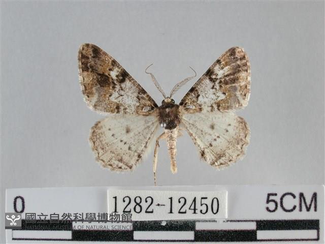 雙峰霜尺蛾藏品圖，第1張