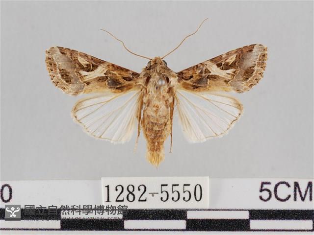 斜紋夜盜蛾藏品圖，第1張