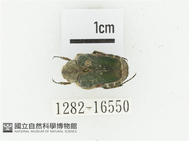 黑斑陷紋金龜藏品圖，第1張