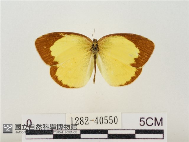 星黃蝶藏品圖，第1張