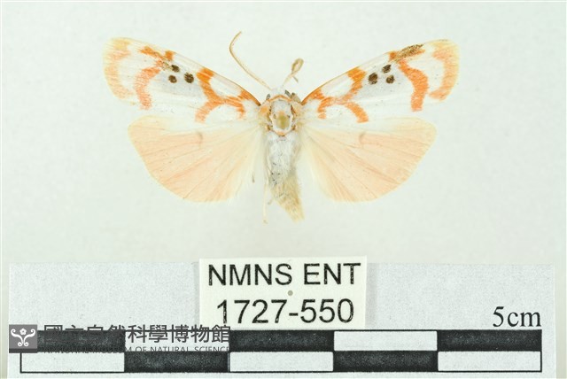 臺雪苔蛾藏品圖，第1張